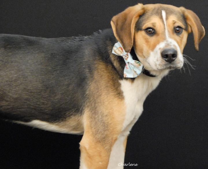 Duke of Weselton, ADOPTABLE, Young Male Beagle & Hound.