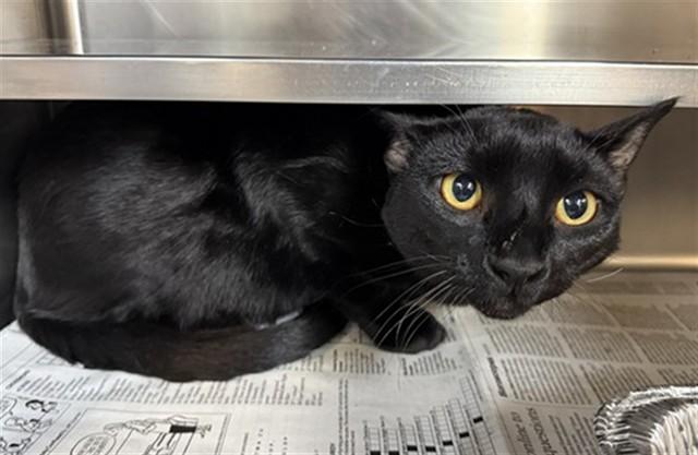 JAZZ, Adoptable, Young Male Domestic Short Hair.