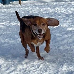 Enlarge Mr. Tibbs, a Adoptable Mixed Breed in Grand Rapids, MI image 1/6