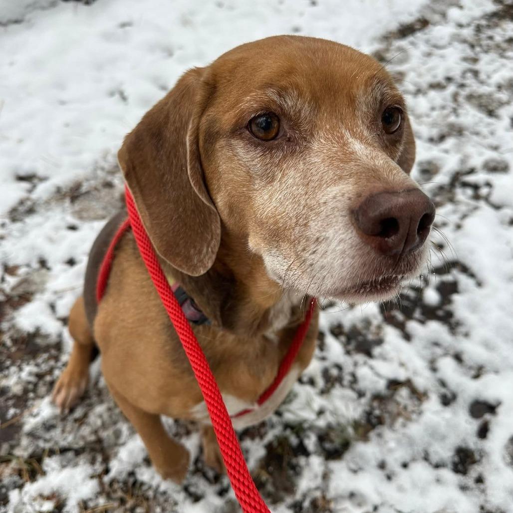 Enlarge Mr. Tibbs, a Adoptable Mixed Breed in Grand Rapids, MI image 2/6