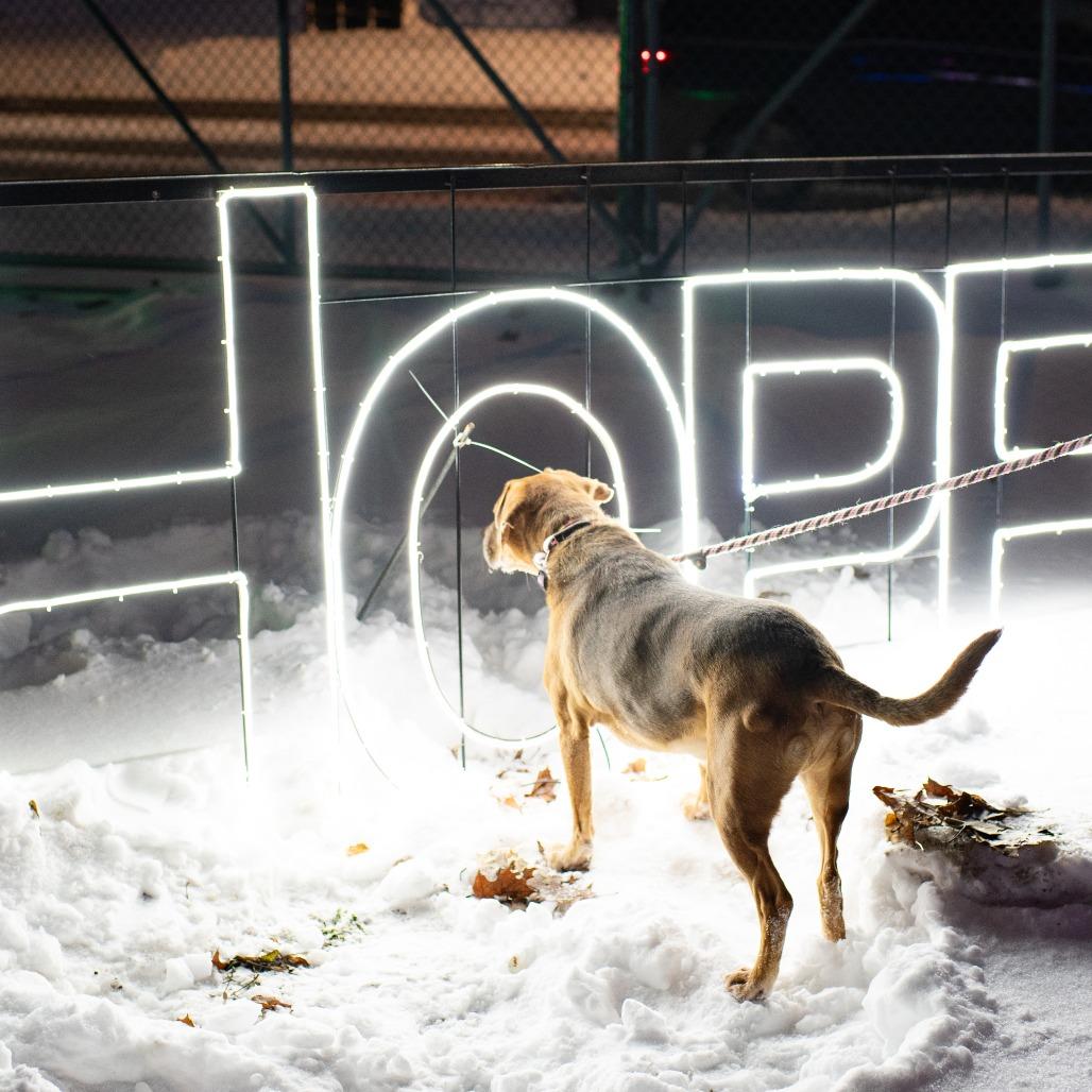 Enlarge Mr. Tibbs, a Adoptable Mixed Breed in Grand Rapids, MI image 3/6