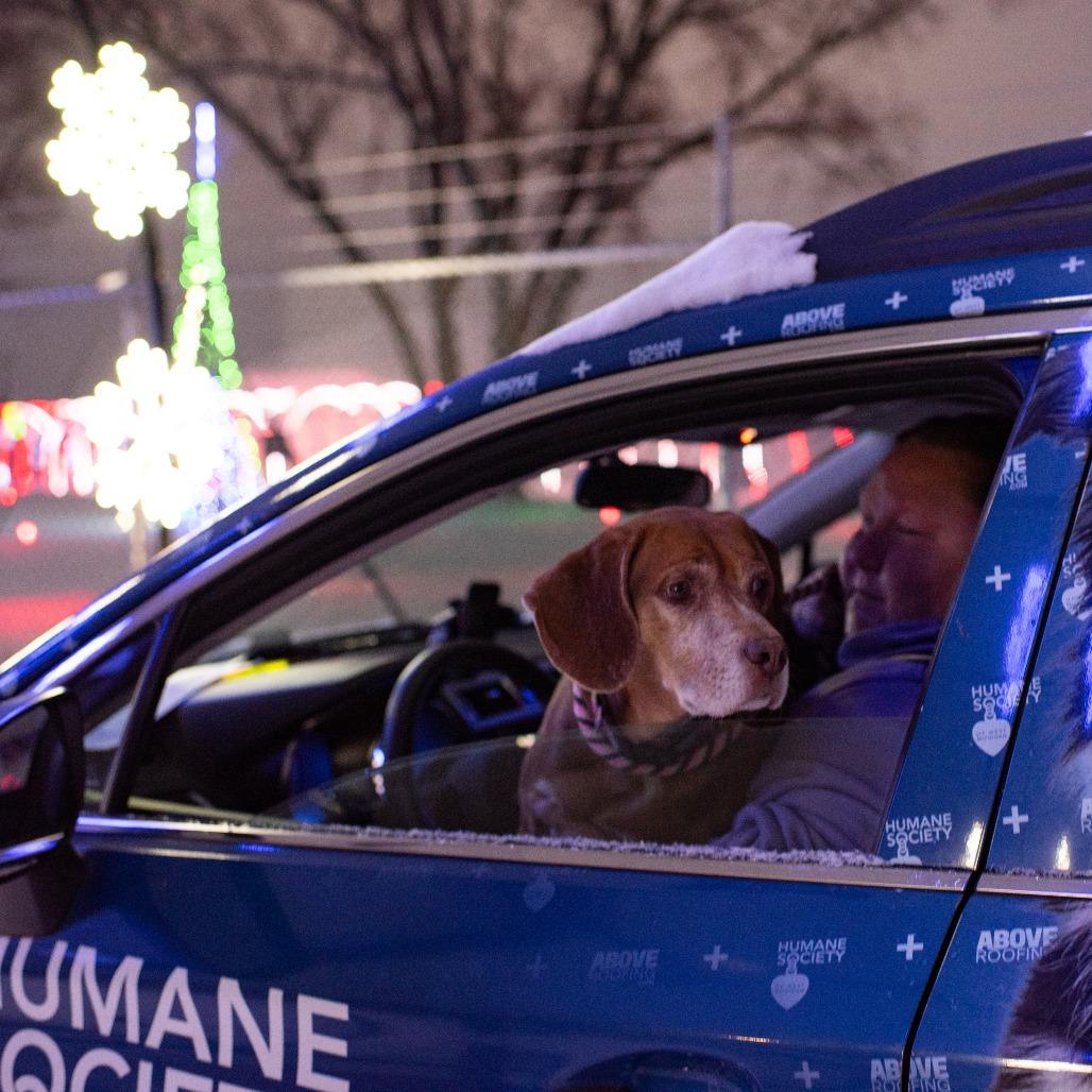 Enlarge Mr. Tibbs, a Adoptable Mixed Breed in Grand Rapids, MI image 4/6