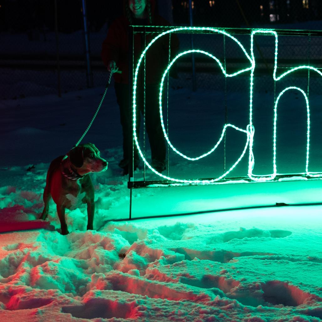 Enlarge Mr. Tibbs, a Adoptable Mixed Breed in Grand Rapids, MI image 5/6