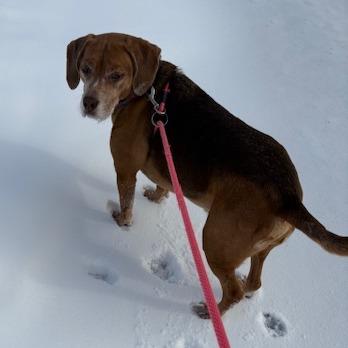 Enlarge Mr. Tibbs, a Adoptable Mixed Breed in Grand Rapids, MI image 6/6
