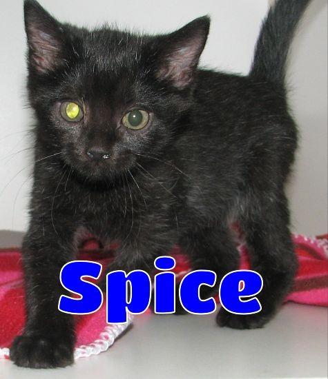 #5410 Spice, Baby Female unknown