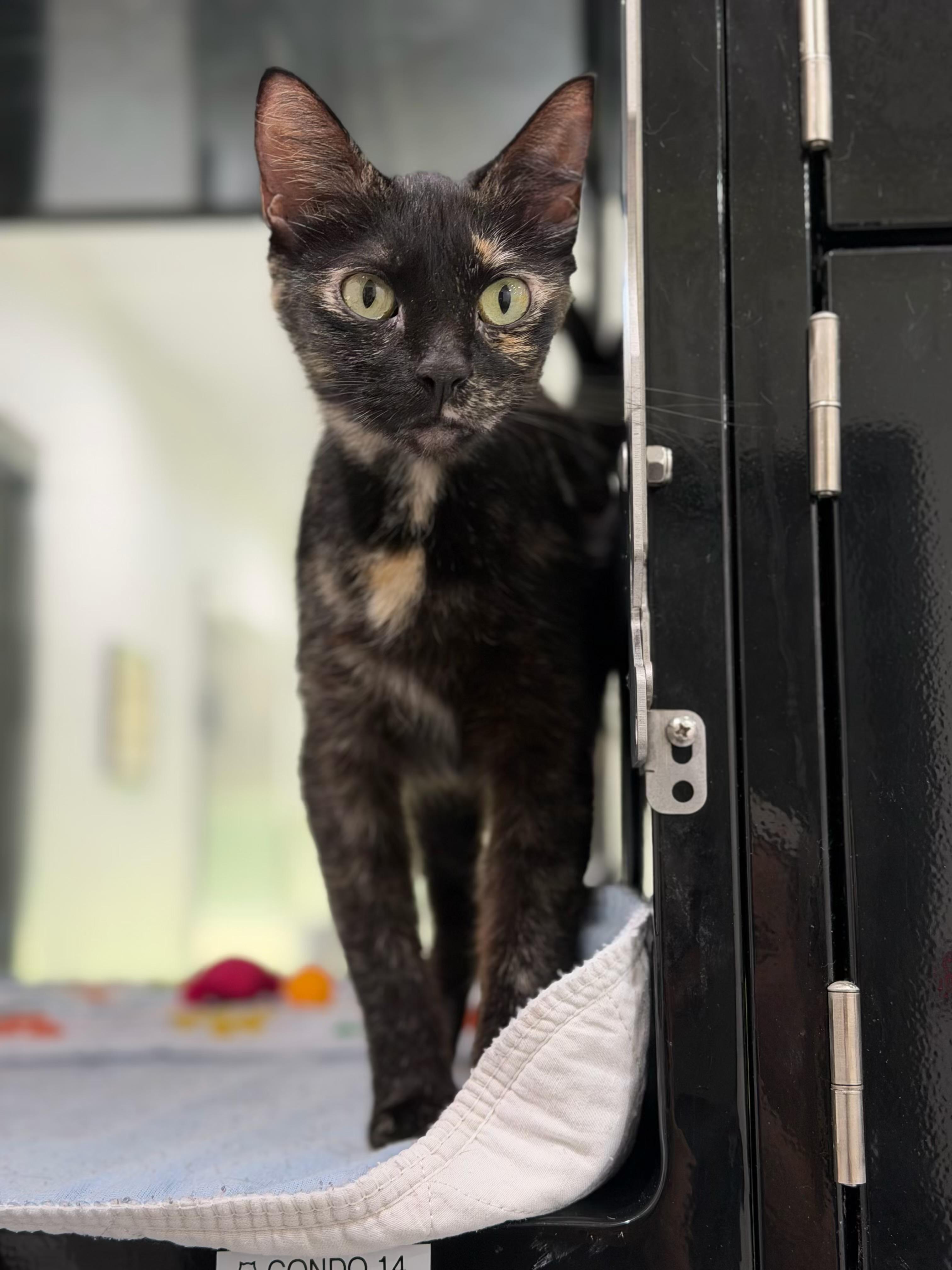 Enlarge Dior, an adopted Domestic Short Hair in Sherman, TX image 2/3
