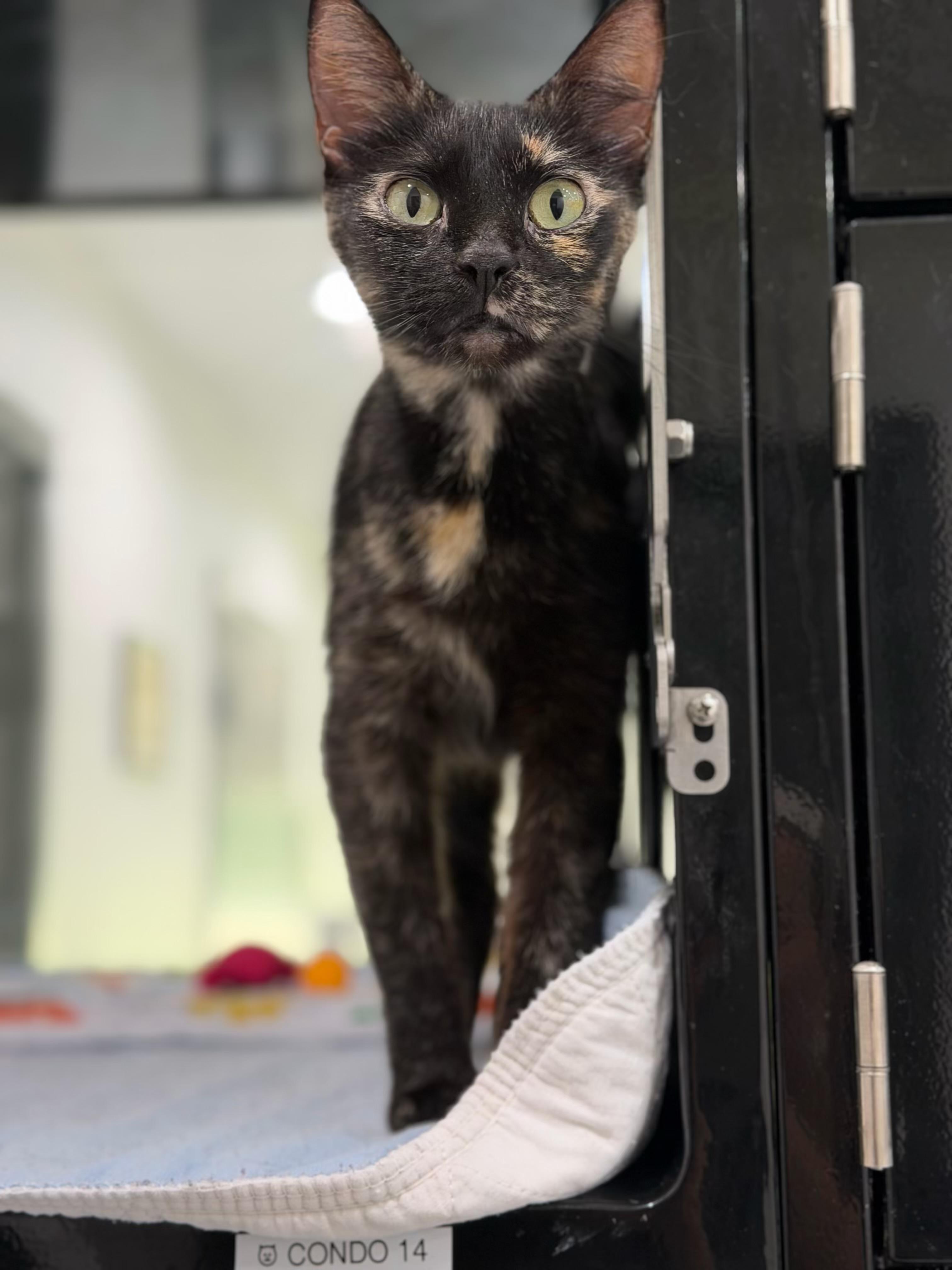 Enlarge Dior, an adopted Domestic Short Hair in Sherman, TX image 3/3