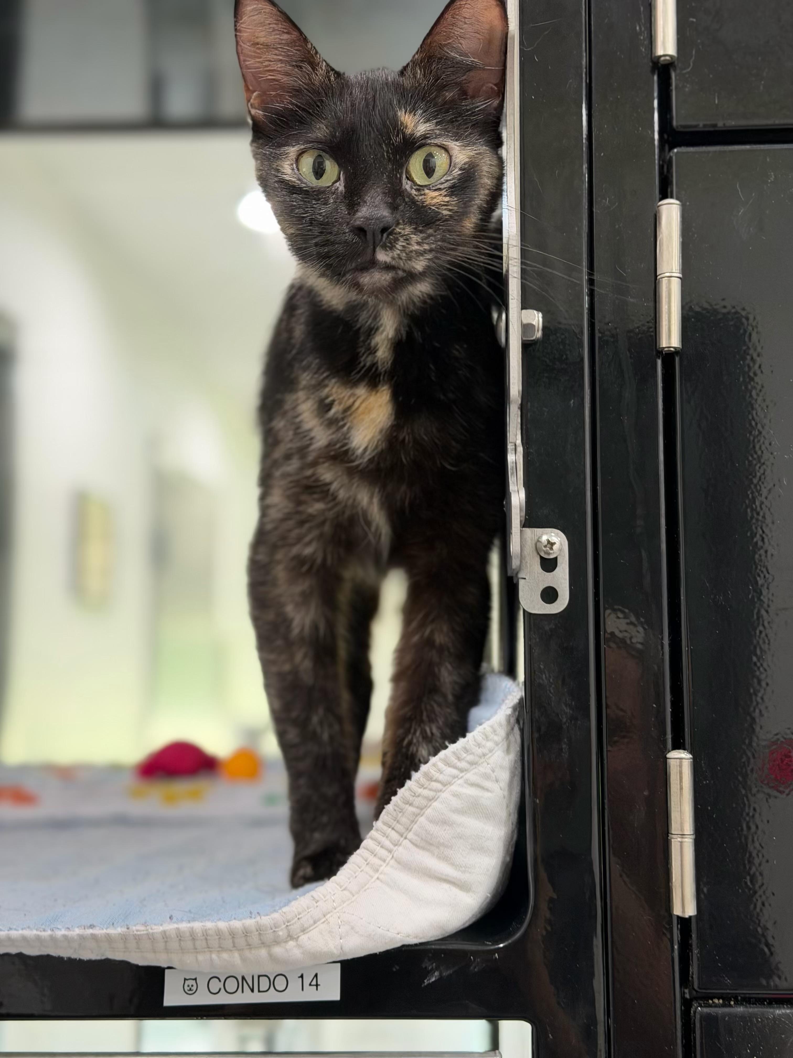 Dior, adopted, Adult Female Domestic Short Hair.