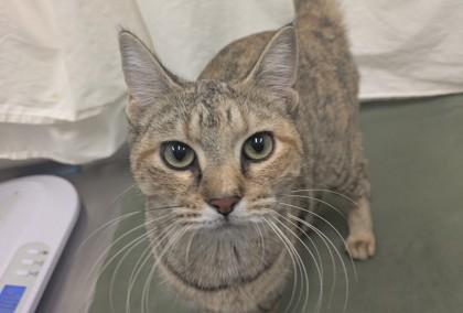 Enlarge Chani, a Adoptable Domestic Short Hair in Boulder, CO image 1/1