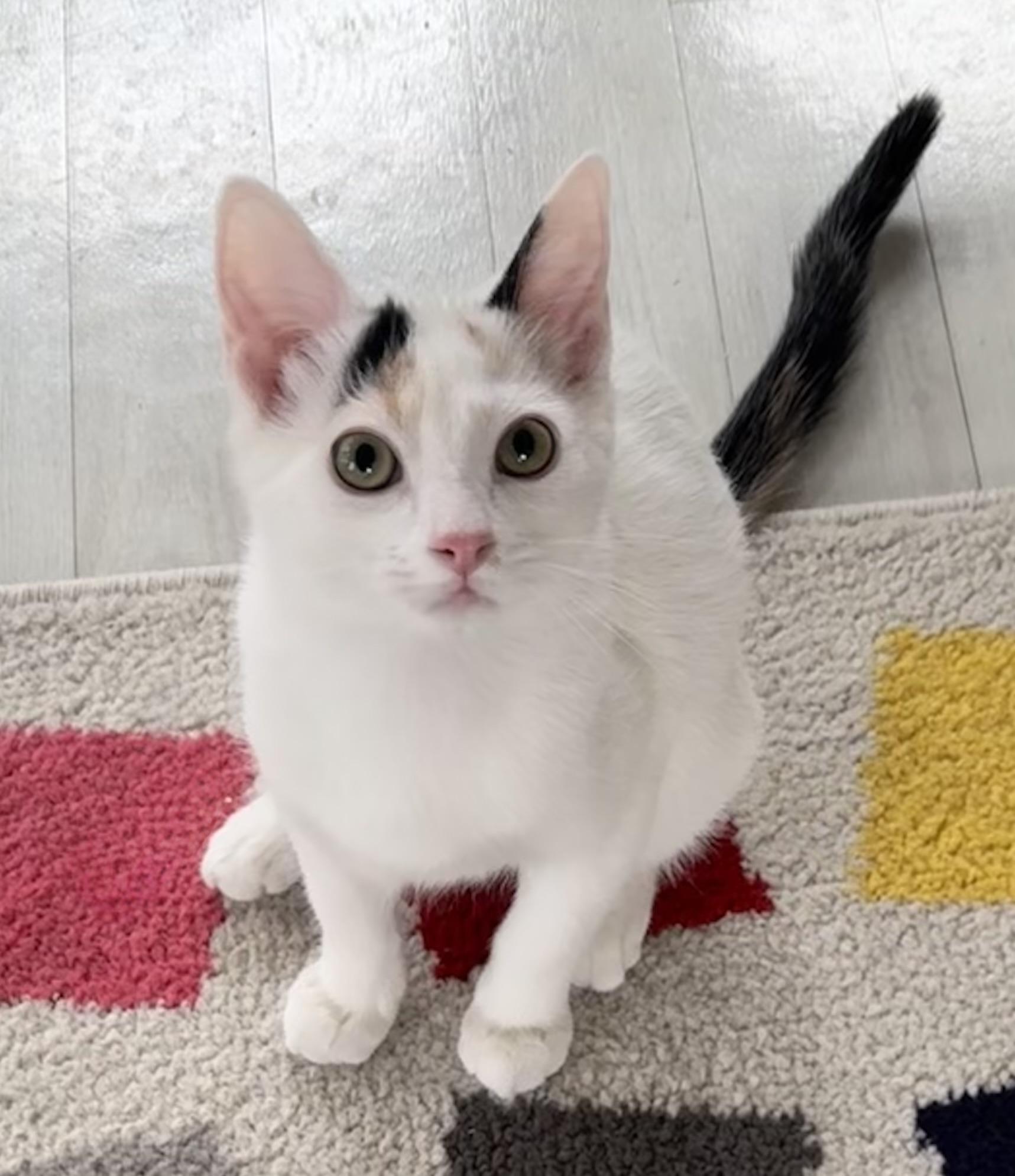 Chalupa, adopted, Kitten Female Calico.