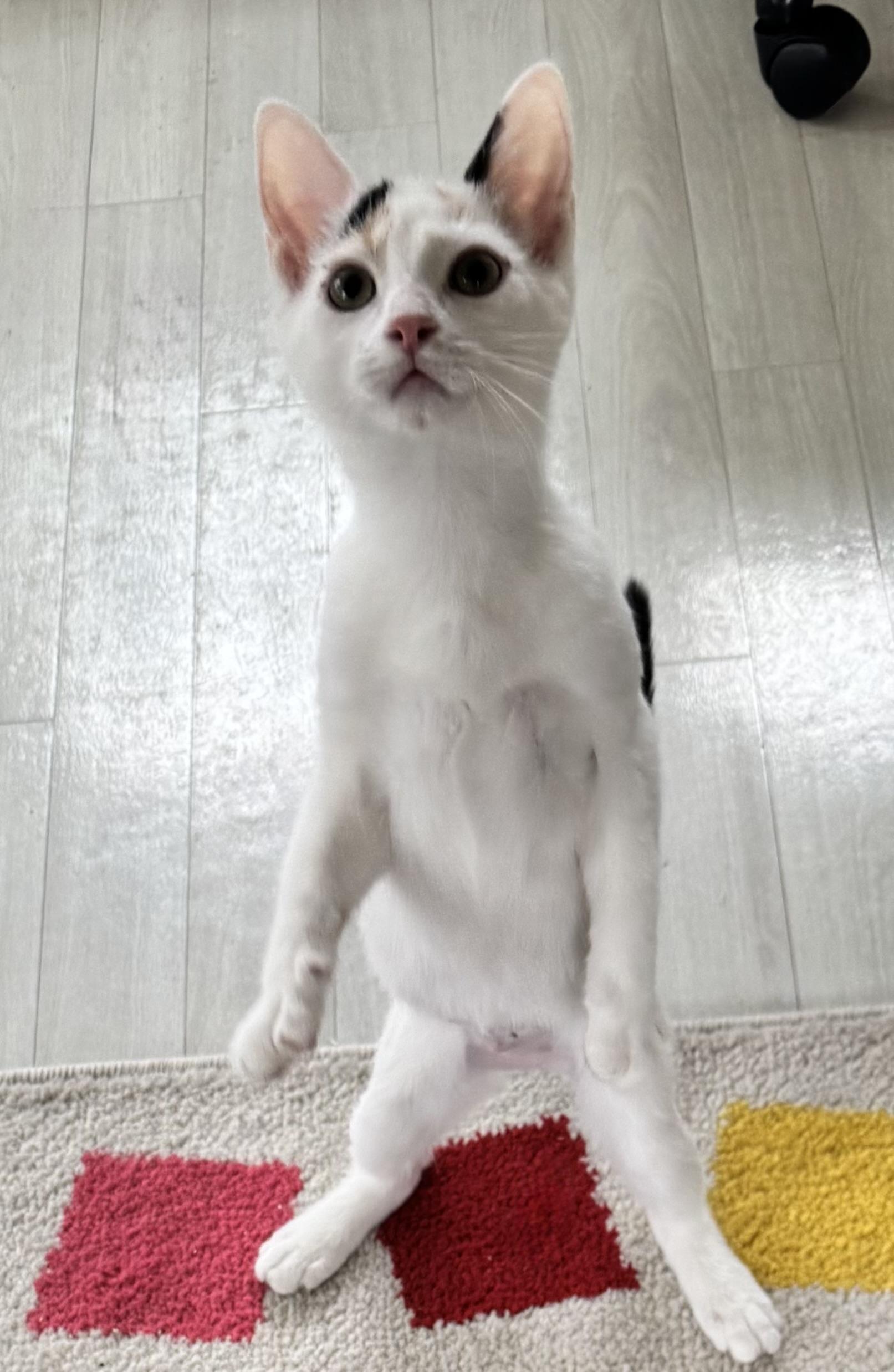 Enlarge Chalupa, an adopted Calico in Saginaw, MI image 3/5