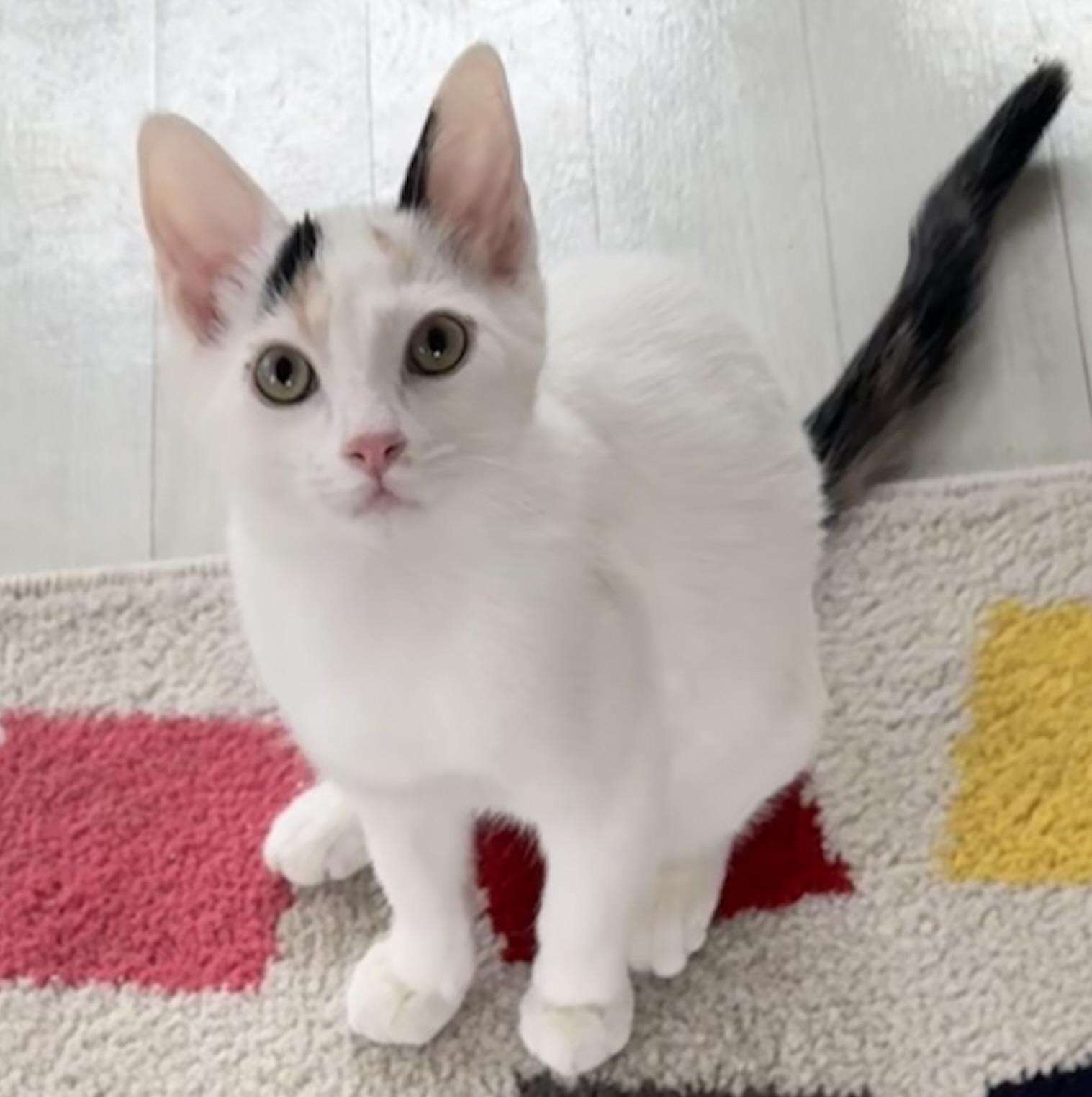 Enlarge Chalupa, an adopted Calico in Saginaw, MI image 5/5