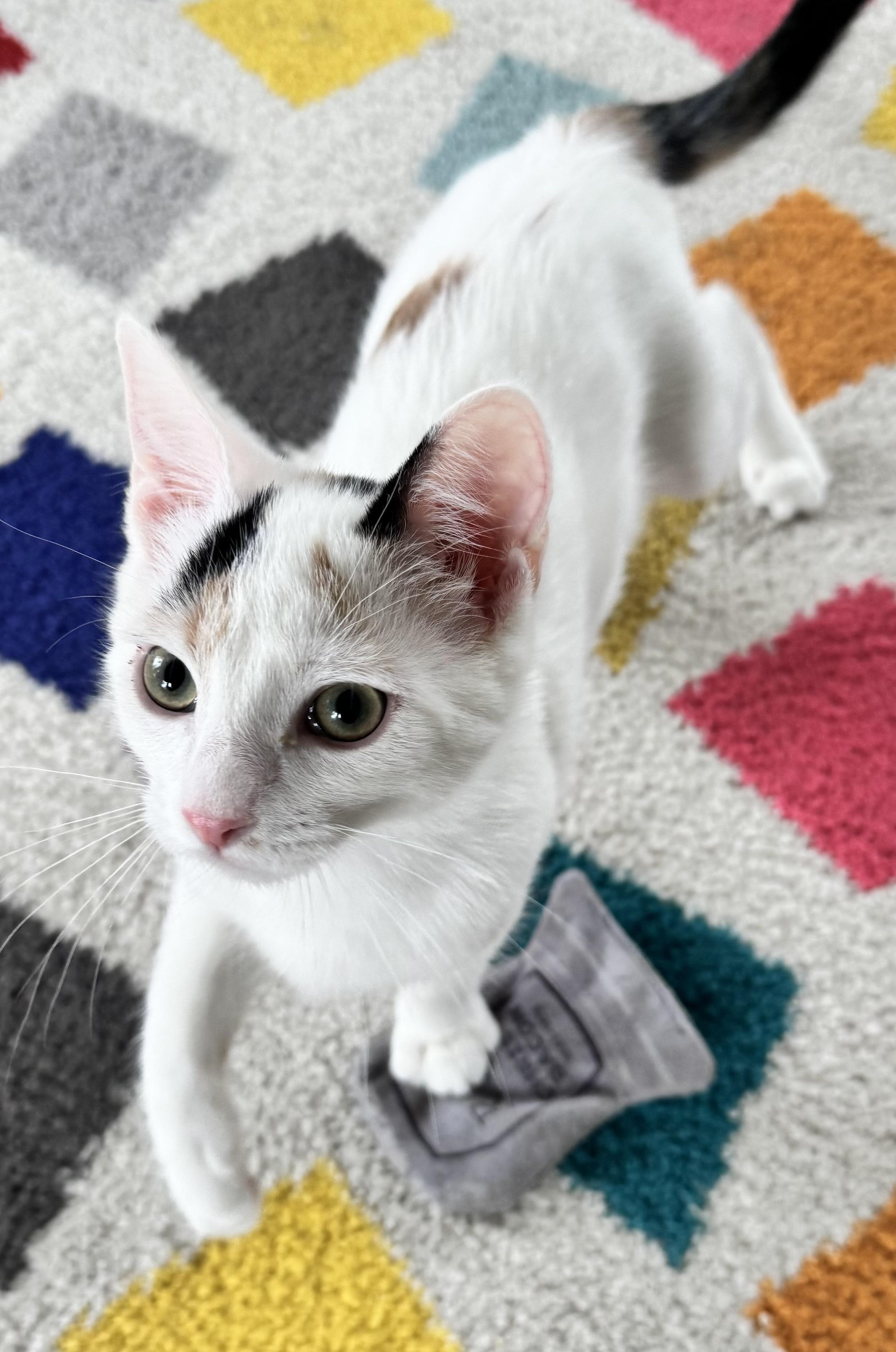 Enlarge Chalupa, an adopted Calico in Saginaw, MI image 2/5