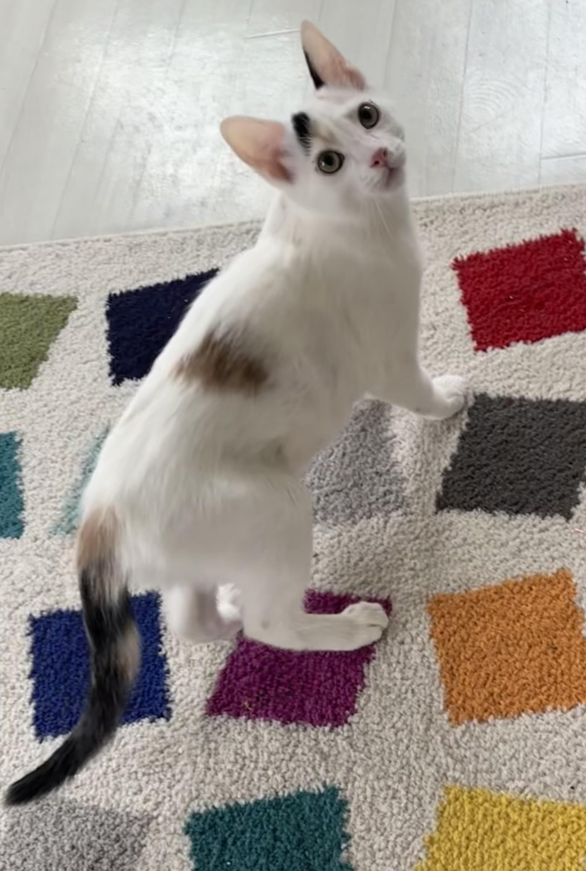 Enlarge Chalupa, an adopted Calico in Saginaw, MI image 4/5