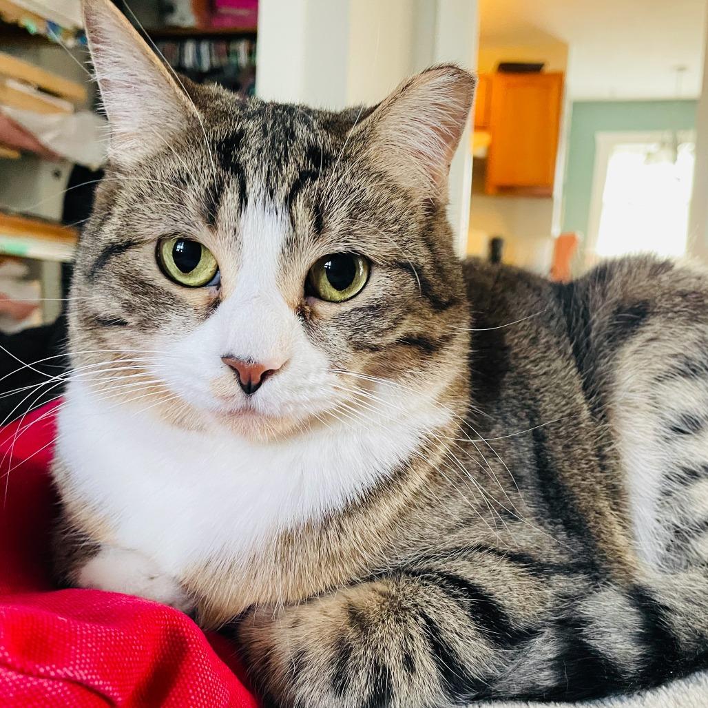 Murphy (& Louie), a Adoptable Domestic Short Hair in Columbia, MO image 1/6