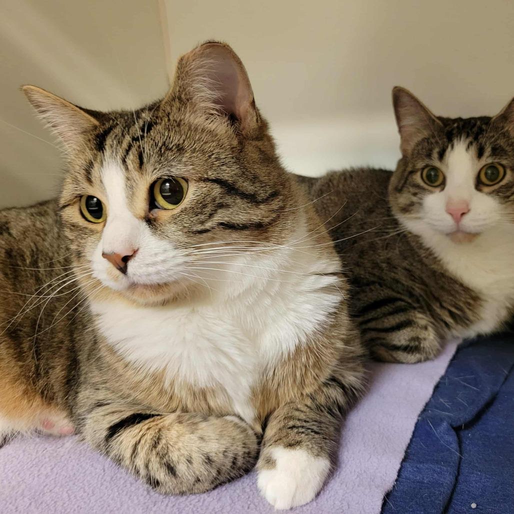 Murphy (& Louie), a Adoptable Domestic Short Hair in Columbia, MO image 2/6