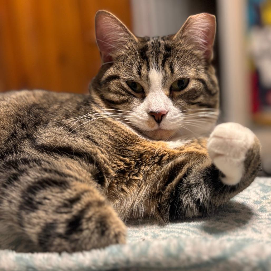 Murphy (& Louie), a Adoptable Domestic Short Hair in Columbia, MO image 3/6