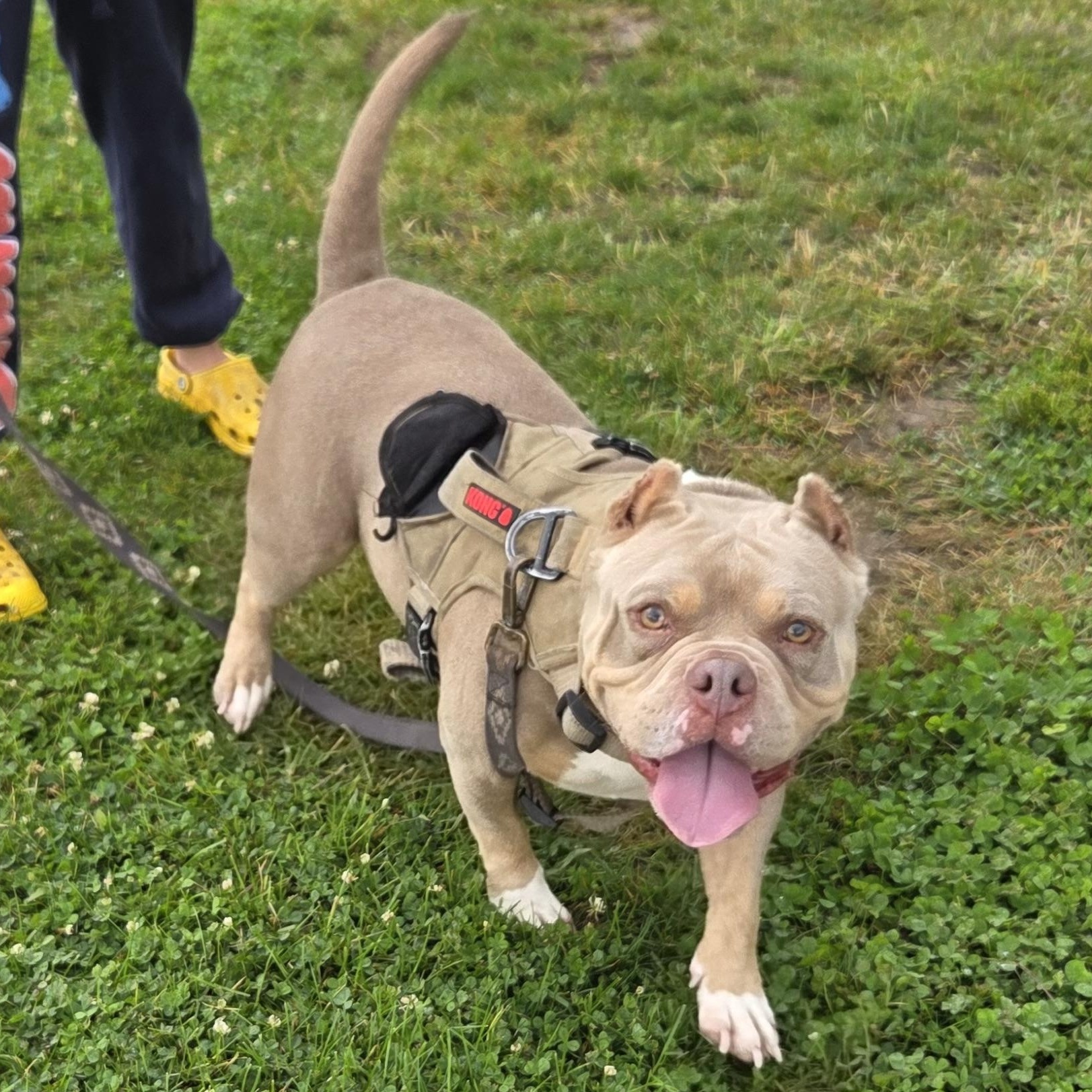 Azula, Adoptable, Adult Female Pit Bull Terrier.
