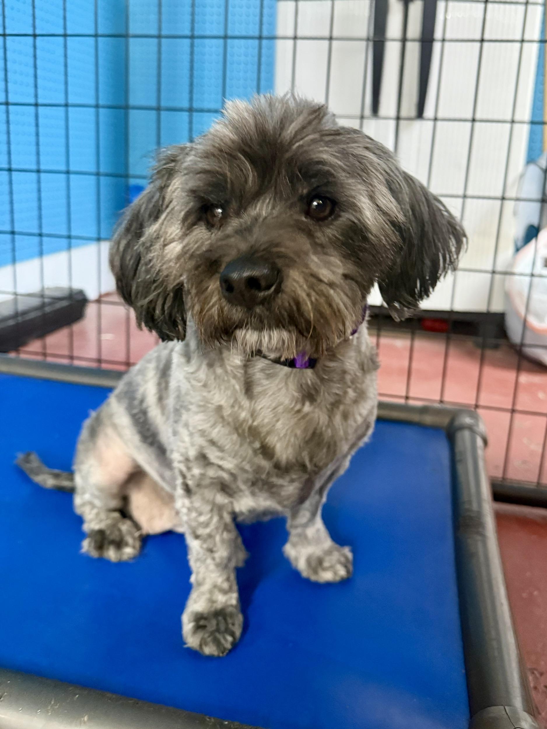 Bree at Jefferson Feed, Adopted, Young Female Shih Tzu & Miniature Poodle.