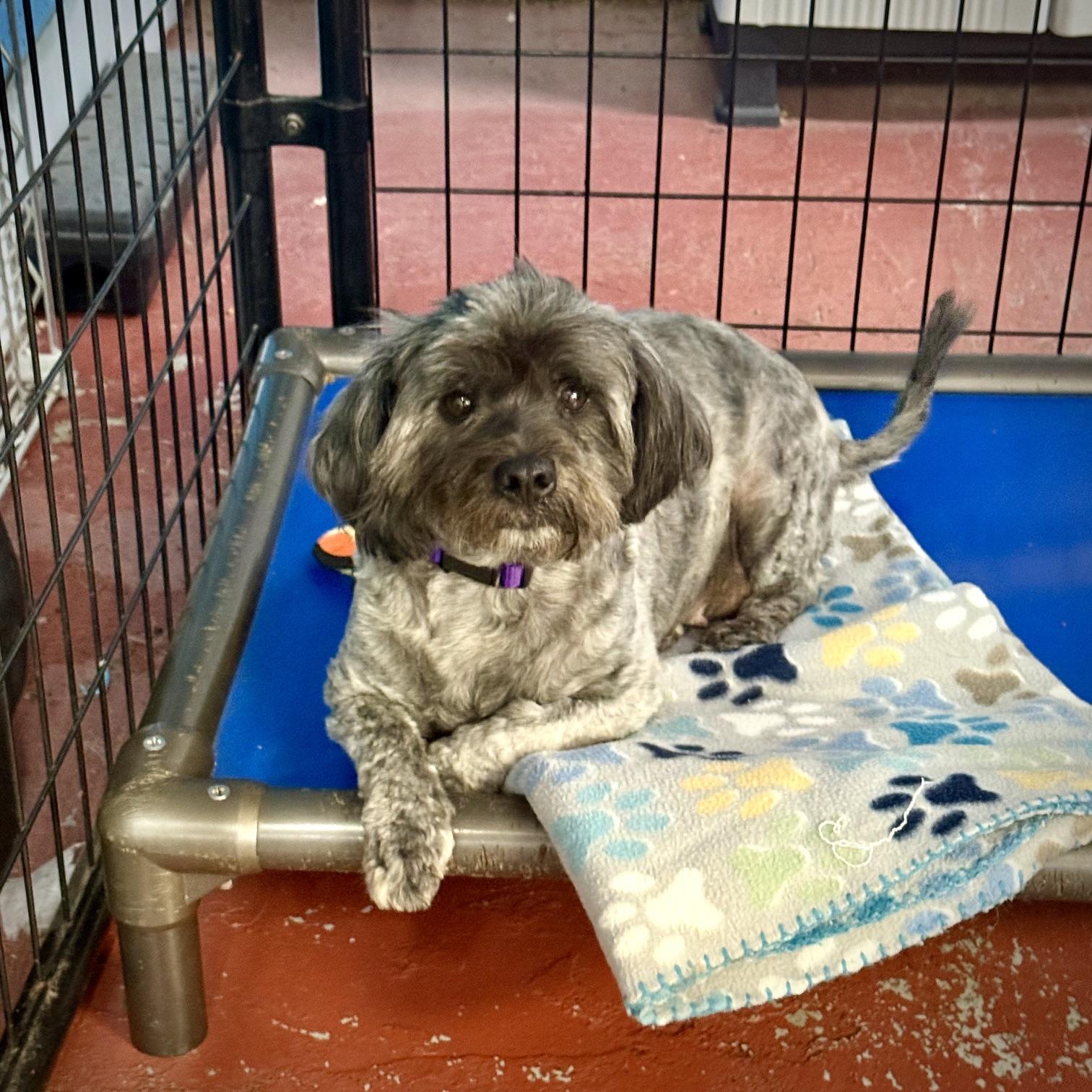 Enlarge Bree at Jefferson Feed, a Adopted mixed breed in Jefferson, LA image 4/4