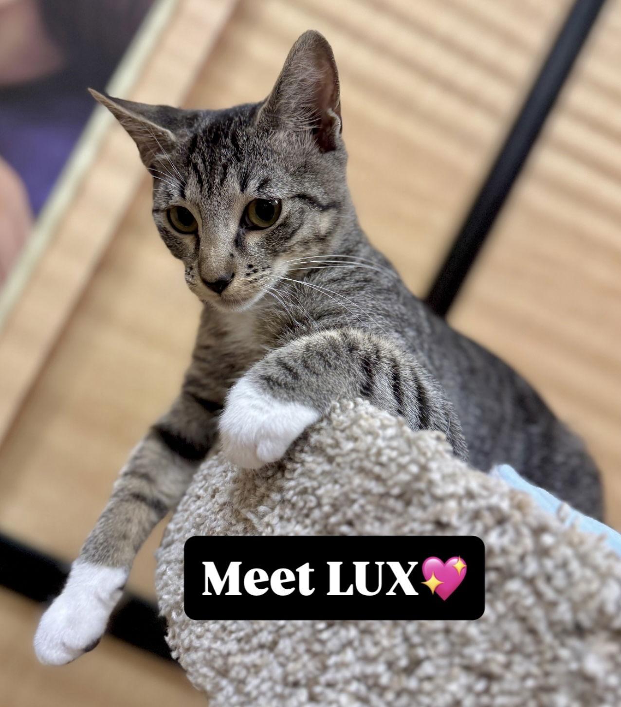 Enlarge Lux, a Adoptable mixed breed in West Palm Beach, FL image 1/2