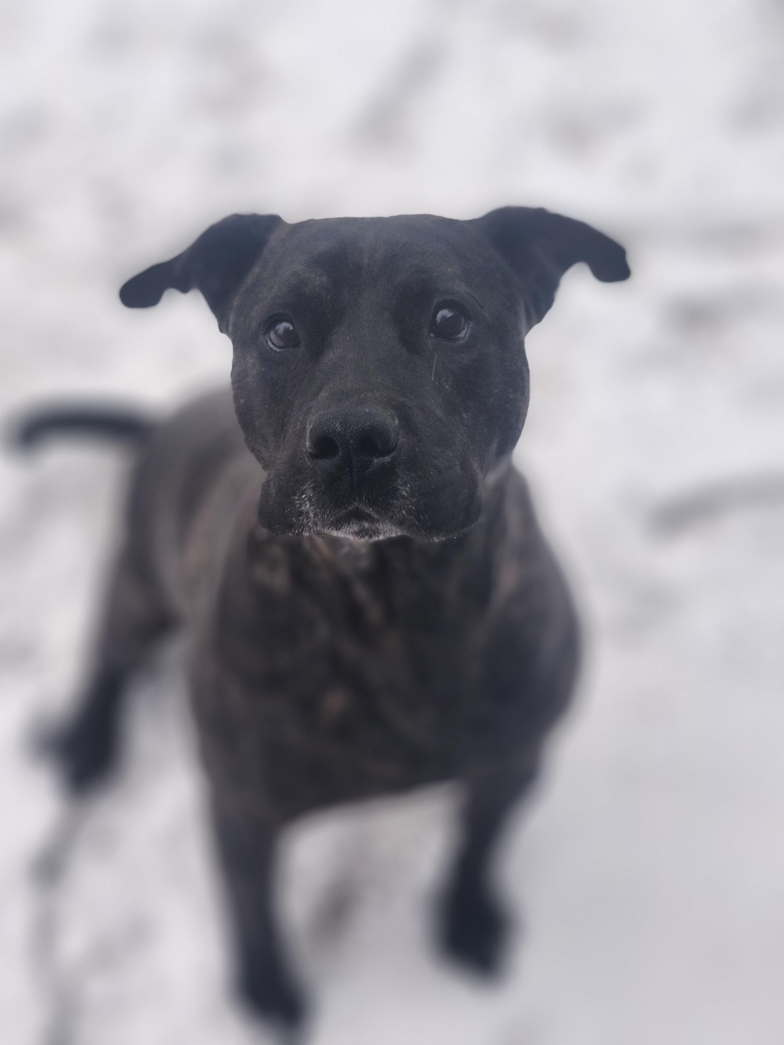 Baylor, a Adoptable mixed breed in Cosby, TN image 2/6