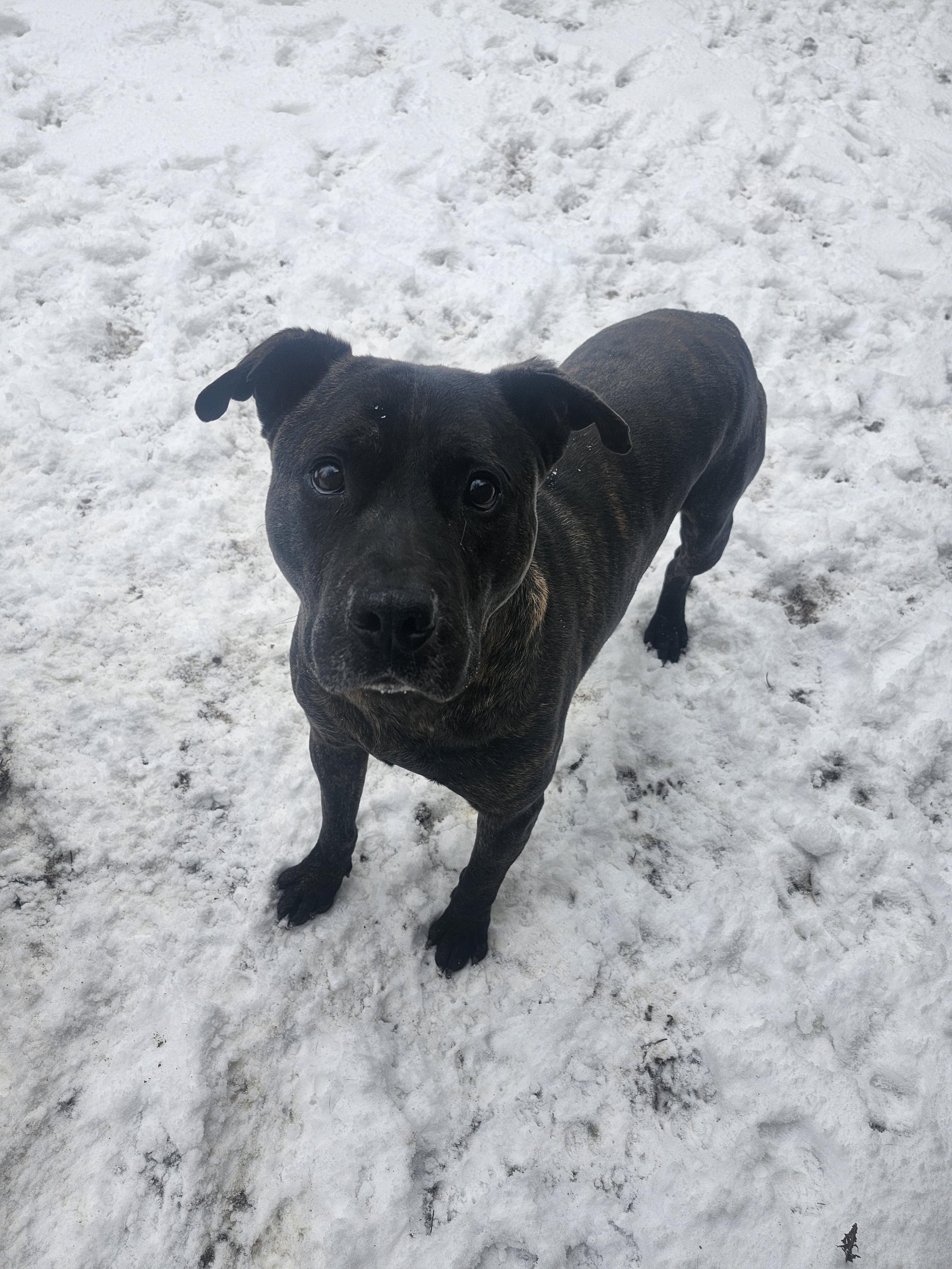 Baylor, a Adoptable mixed breed in Cosby, TN image 3/6
