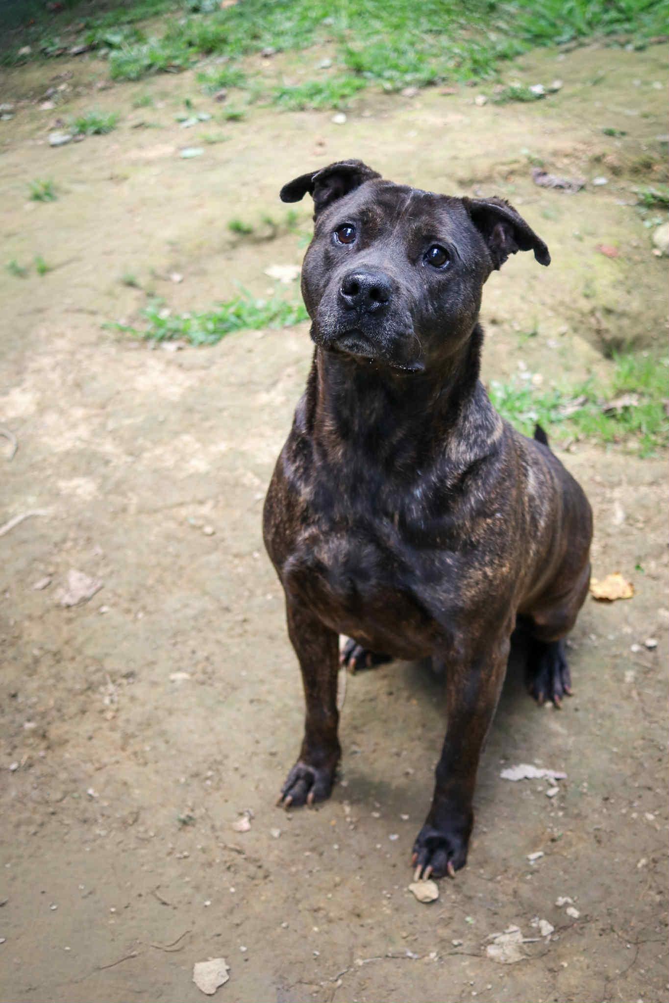 Baylor, a Adoptable mixed breed in Cosby, TN image 1/6