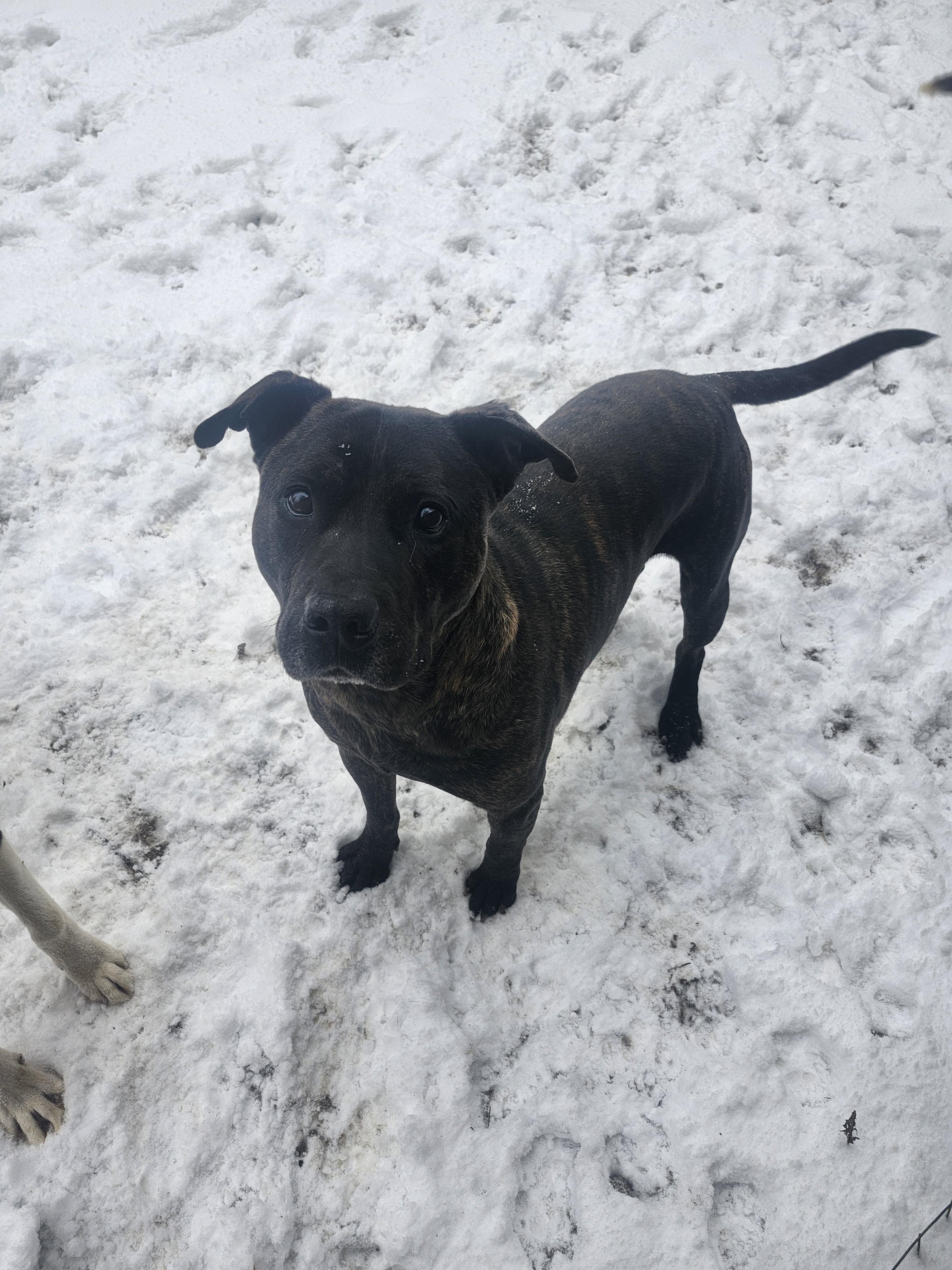 Baylor, a Adoptable mixed breed in Cosby, TN image 4/6
