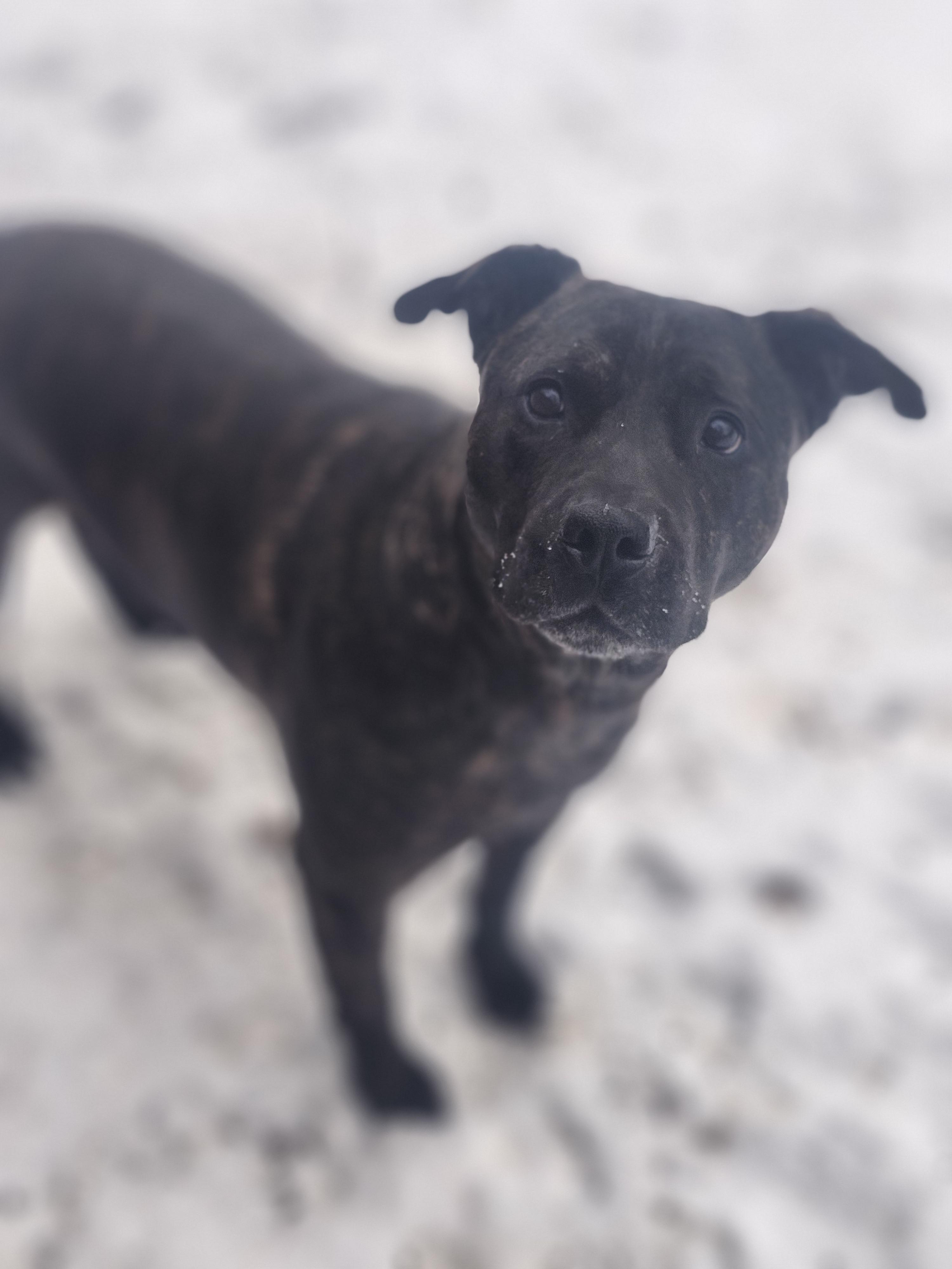 Baylor, a Adoptable mixed breed in Cosby, TN image 5/6