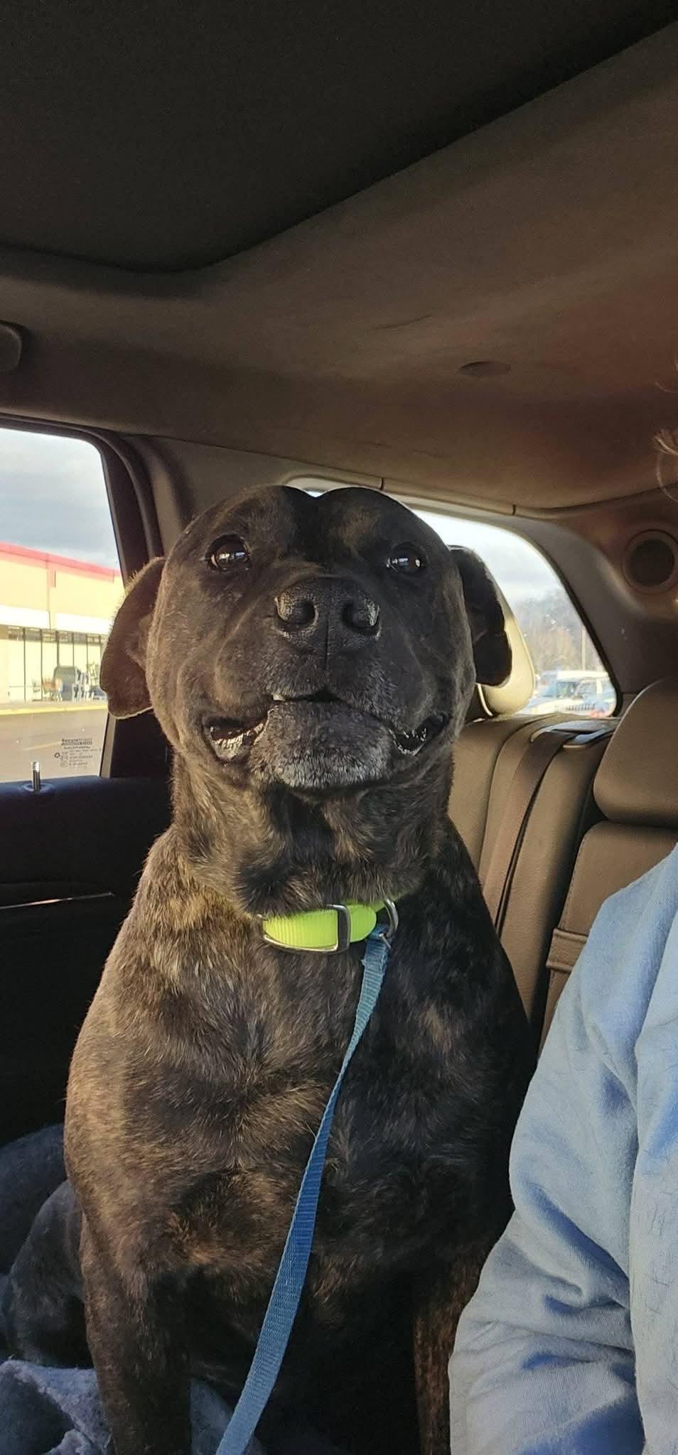 Baylor, a Adoptable mixed breed in Cosby, TN image 6/6