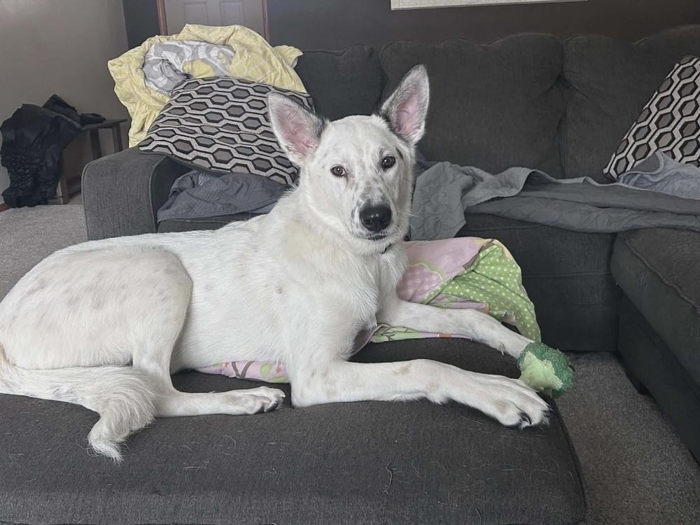 Enlarge Apple Jacks, a Adoptable mixed breed in Fredonia, WI image 2/4