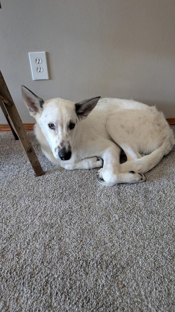 Enlarge Apple Jacks, a Adoptable mixed breed in Fredonia, WI image 3/4