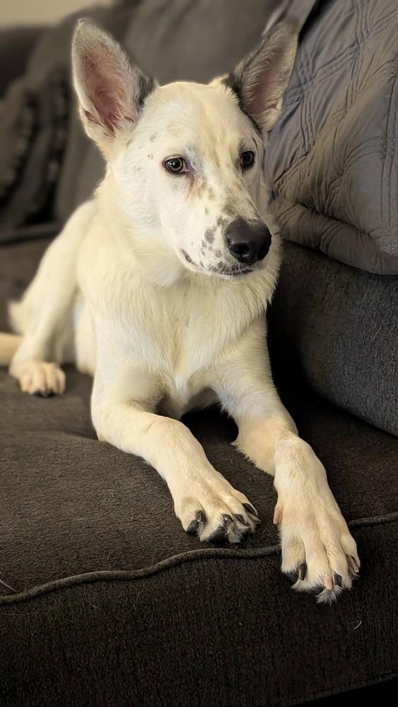 Enlarge Apple Jacks, a Adoptable mixed breed in Fredonia, WI image 4/4