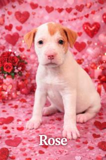 Enlarge Rose, an adopted mixed breed in Lawrenceburg, KY image 1/1