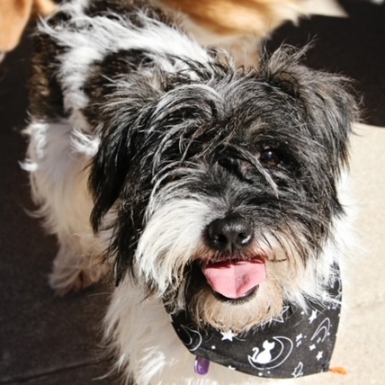 Ricky (and Lucy) contact Rachel, a Adoptable Lhasa Apso in Sherman Oaks, CA image 2/4