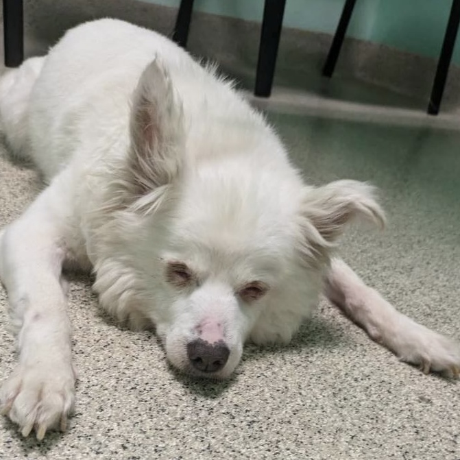 Ricky (and Lucy) contact Rachel, a Adoptable Lhasa Apso in Sherman Oaks, CA image 4/4