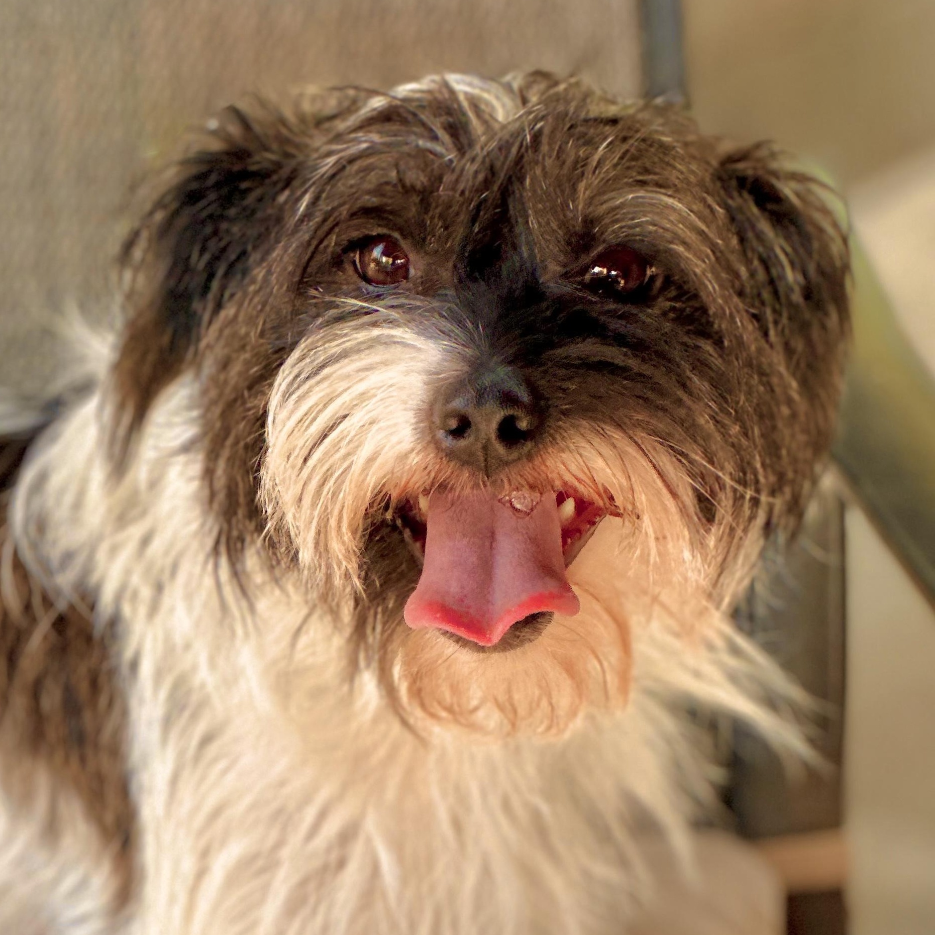 Ricky (and Lucy) contact Rachel, Adoptable, Young Male Lhasa Apso.
