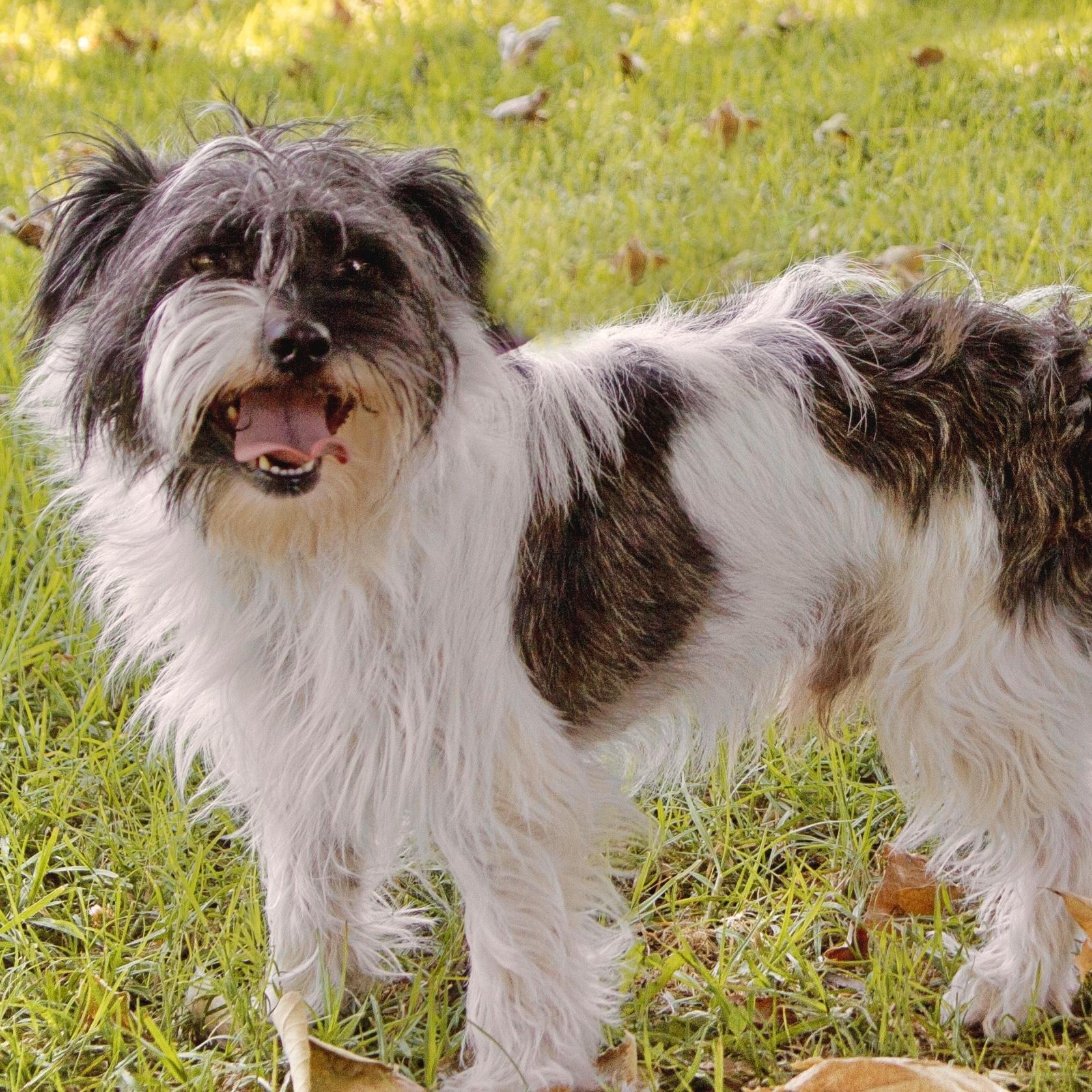Ricky (and Lucy) contact Rachel, a Adoptable Lhasa Apso in Sherman Oaks, CA image 3/4