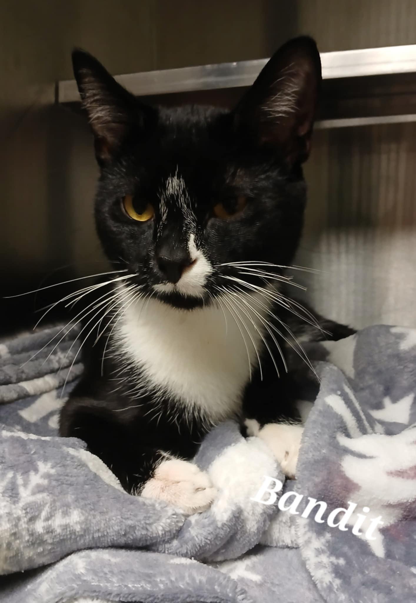 Bandit, Adult Male unknown
