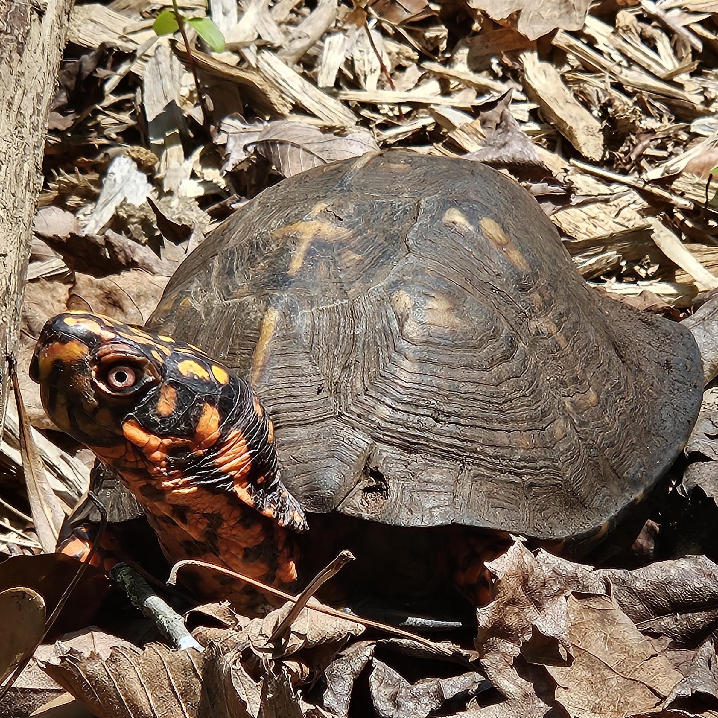 Enlarge Box Turtle - Waiting List, a Adoptable Eastern Box in Huntersville, NC image 2/5