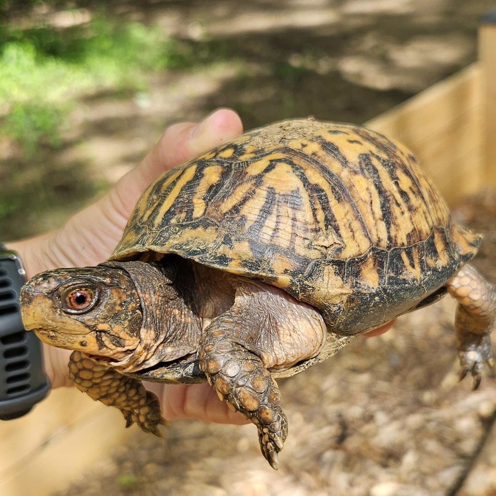 Enlarge Box Turtle - Waiting List, a Adoptable Eastern Box in Huntersville, NC image 4/5