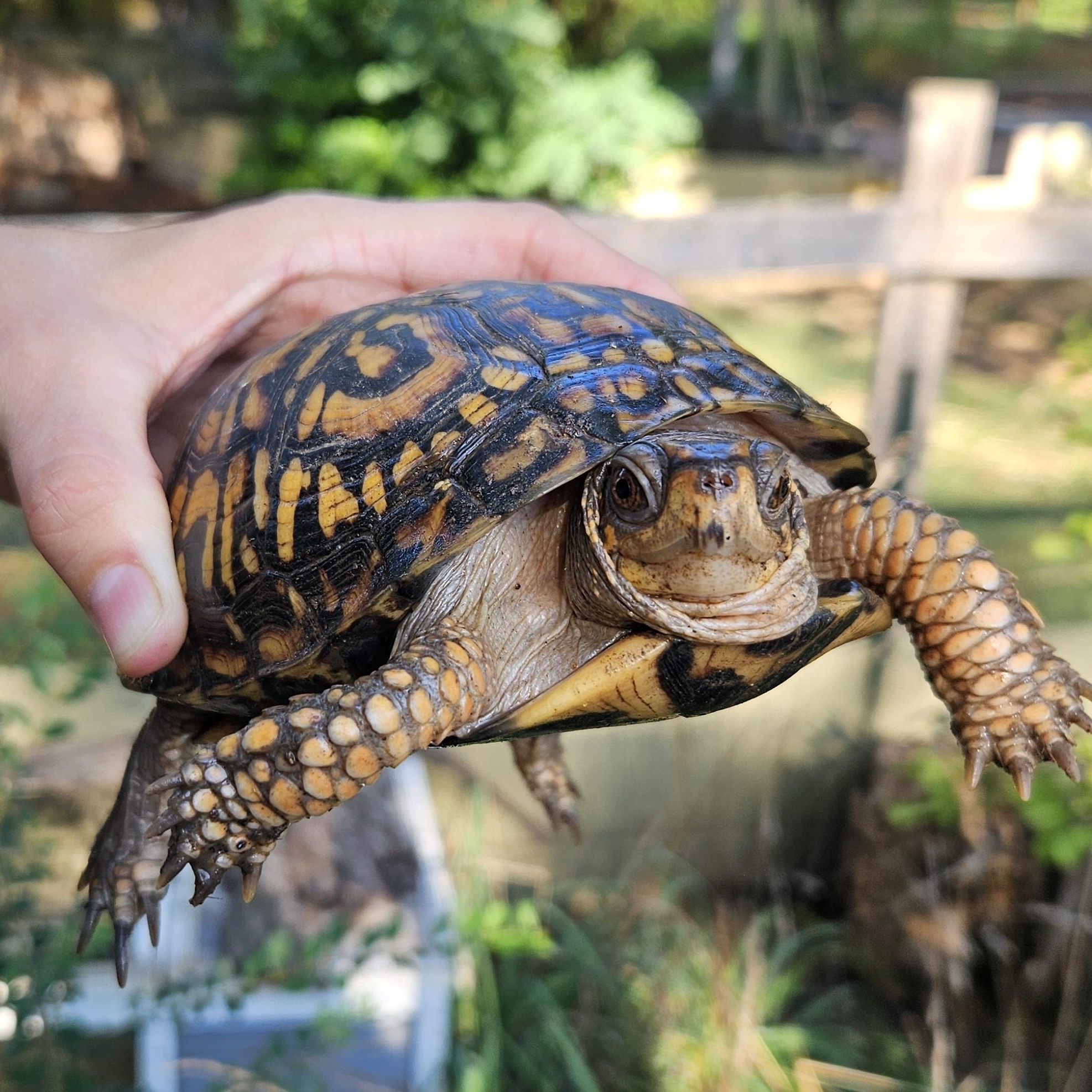 Enlarge Box Turtle - Waiting List, a Adoptable Eastern Box in Huntersville, NC image 3/5
