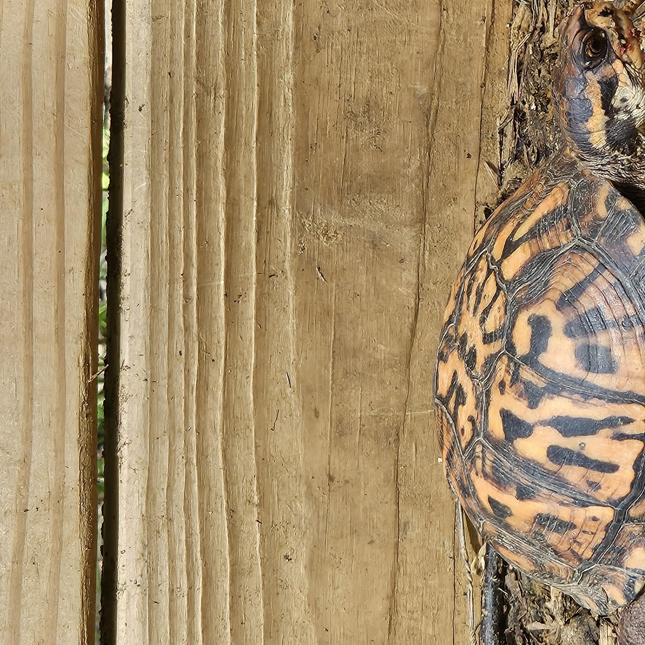 Enlarge Box Turtle - Waiting List, a Adoptable Eastern Box in Huntersville, NC image 5/5