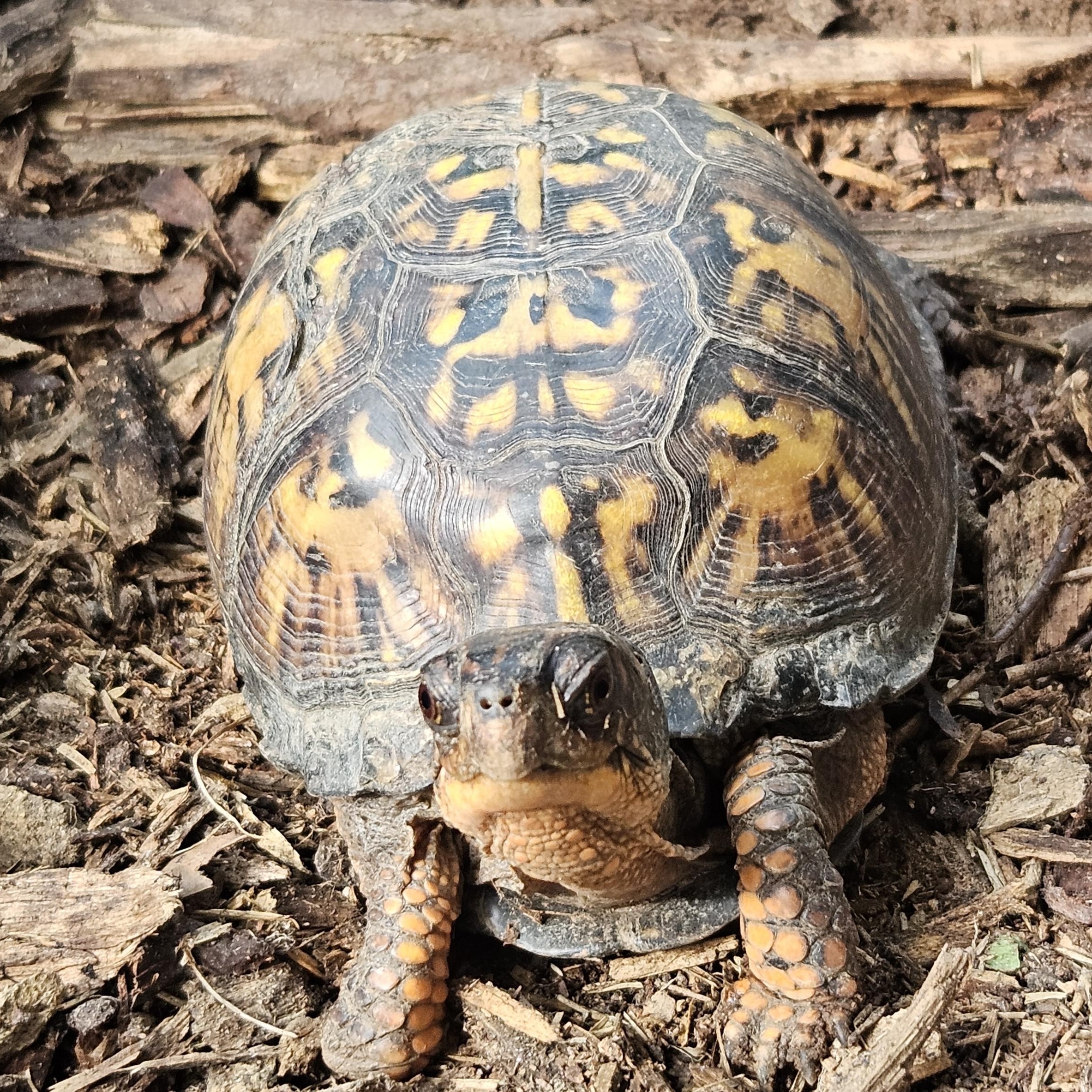 Enlarge Box Turtle - Waiting List, a Adoptable Eastern Box in Huntersville, NC image 1/5