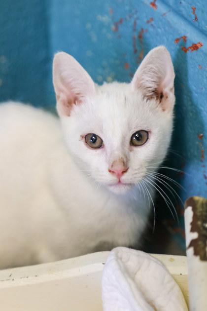 Elvis Purrsley, Adoptable, Kitten Male Domestic Short Hair & Domestic Short Hair.