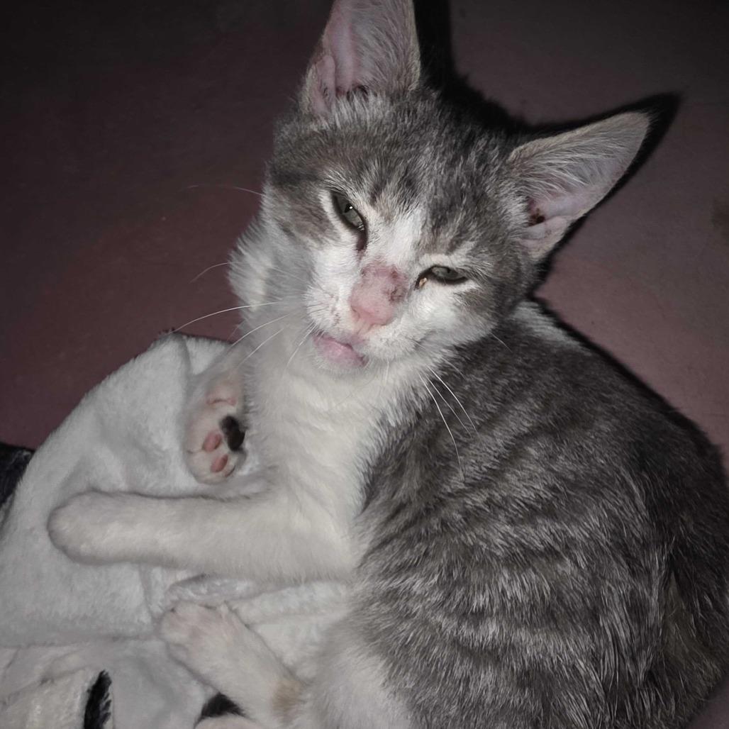 Enlarge Scooter, a Adoptable Domestic Short Hair in Tallahassee, FL image 1/1