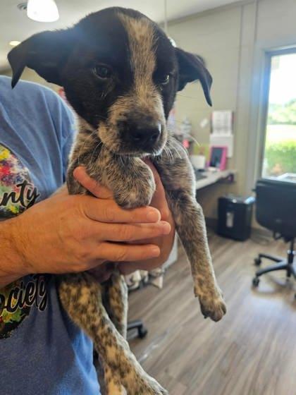 Enlarge Split, a Adoptable mixed breed in Paducah, KY image 1/1