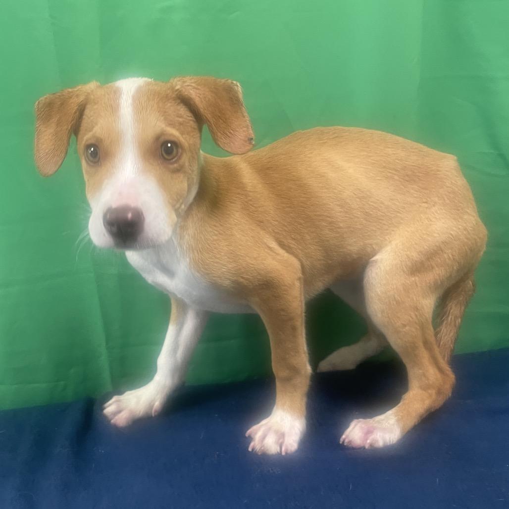 Freddy, Adoptable, Young Male Mixed Breed & Terrier.
