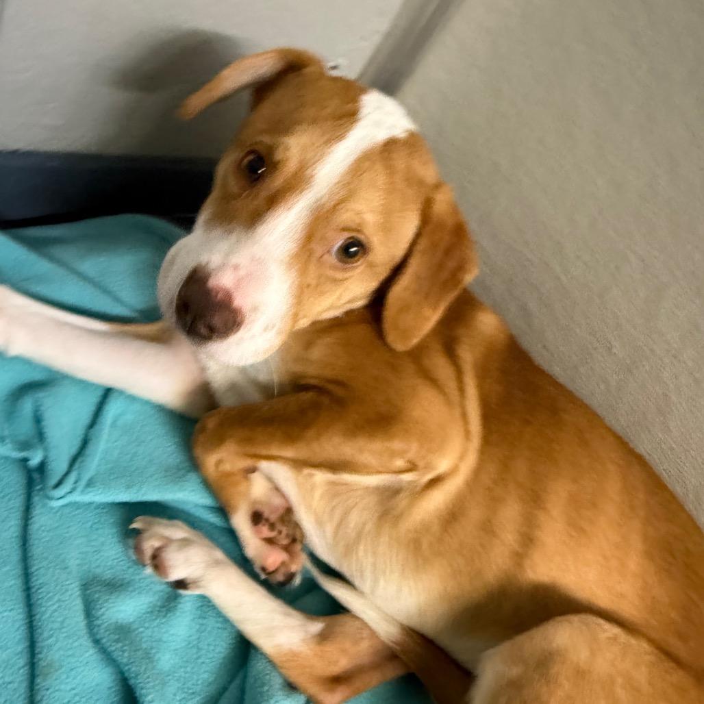 Enlarge Freddy, a Adoptable mixed breed in Galax, VA image 2/3